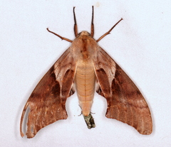 Coequosa australasiae