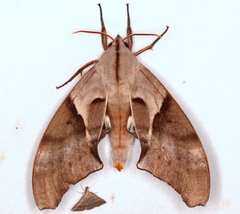 Coequosa australasiae