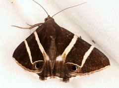 Grammodes
