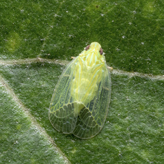 Kallitaxila granulata