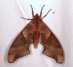 Coequosa australasiae