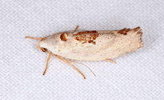 Tymbophora peltastis