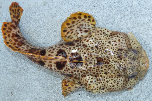 Leopard Toadfish (Opsanus pardus) — Batrachoididae — 2