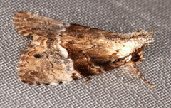 Alophosoma emmelopis