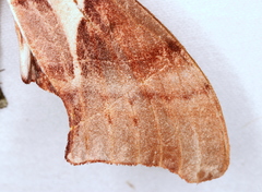 Coequosa australasiae