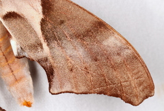 Coequosa australasiae