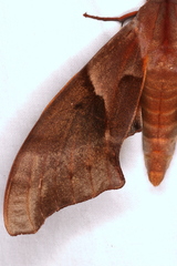 Coequosa australasiae