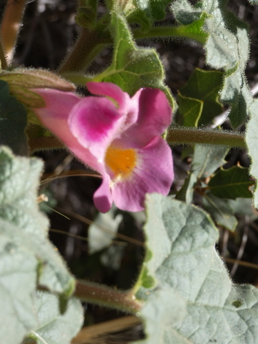 Doubleclaw (Proboscidea parviflora)