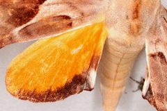 Coequosa australasiae