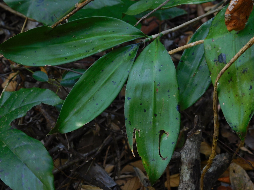 Dracaena elliptica (Dracaena elliptica)
