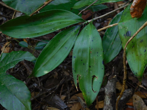 Dracaena elliptica