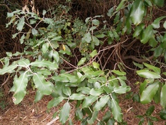 Pittosporum ralphii