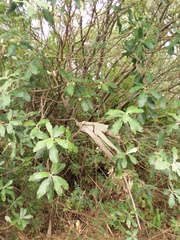Pittosporum ralphii