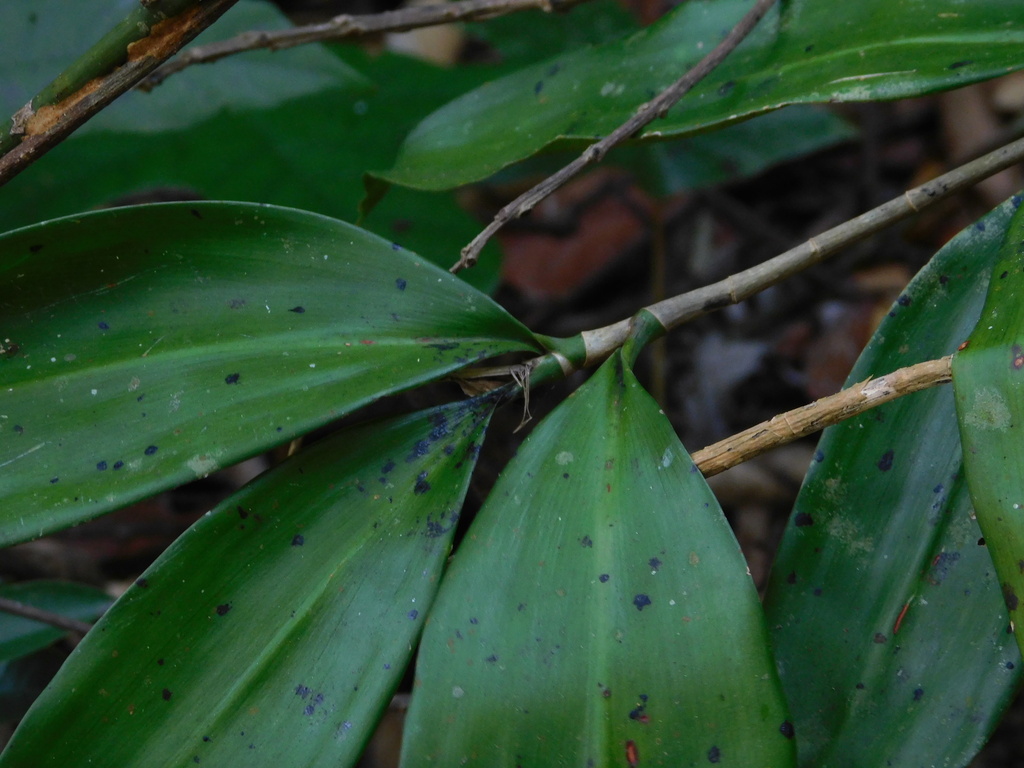 Dracaena elliptica (Dracaena elliptica)