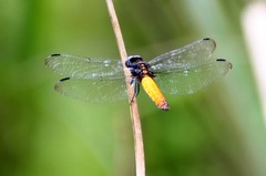 Lyriothemis