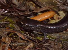 Plethodon elongatus