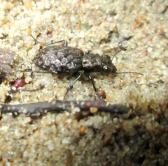 Elaphrus cupreus