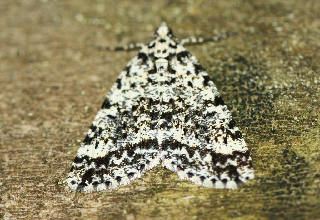 Celery Pine Looper