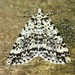 Pseudocoremia monacha - Photo (c) Neville Hudson, μερικά δικαιώματα διατηρούνται (CC BY-NC), uploaded by Neville Hudson