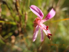 Pelargonium coronopifolium