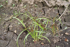 Cyperus orthostachyus