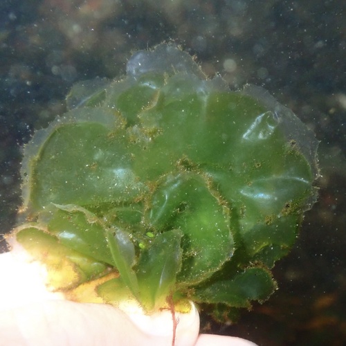 Ulva gigantea