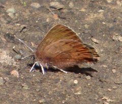 Callophrys augustinus iroides