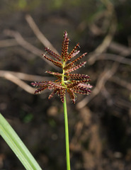 Cyperus orthostachyus