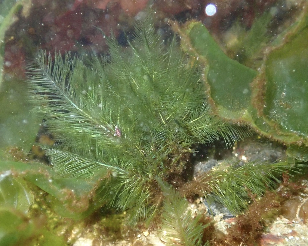 Bryopsis From Fort Wetherill State Park, Jamestown, Ri, Us On September 