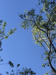 Enterolobium contortisiliquum