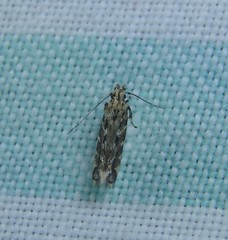 Otonoma anemois