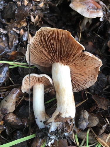 Hebeloma theobrominum image