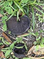 Enterolobium contortisiliquum