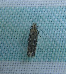 Otonoma anemois