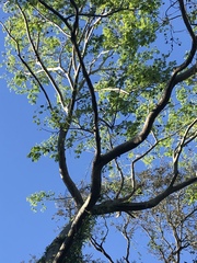 Enterolobium contortisiliquum