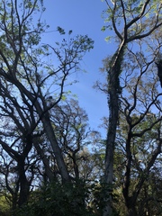 Enterolobium contortisiliquum