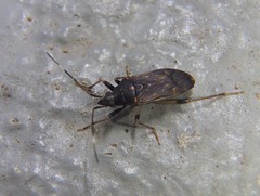 Aristaenetus similis