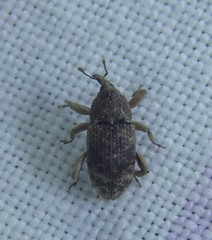 Mitrastethus australiae