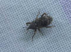 Mitrastethus australiae