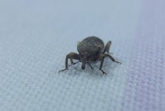 Mitrastethus australiae