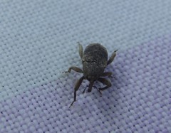 Mitrastethus australiae