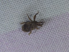 Mitrastethus australiae