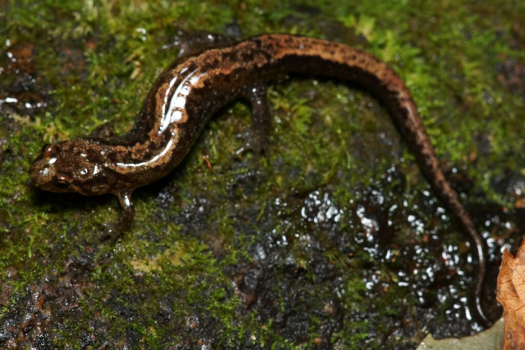 Blue Ridge Dusky Salamander in September 2023 by Max Ramey · iNaturalist