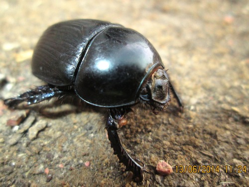Geotrupes baicalicus