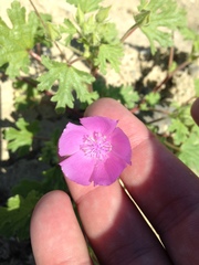 Eremalche parryi kernensis