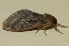 Wiseana cervinata