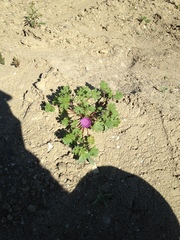 Eremalche parryi kernensis