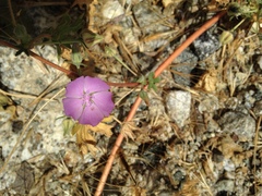 Eremalche parryi kernensis