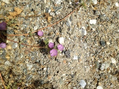 Eremalche parryi kernensis