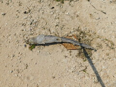 Bali Catshark photo 3